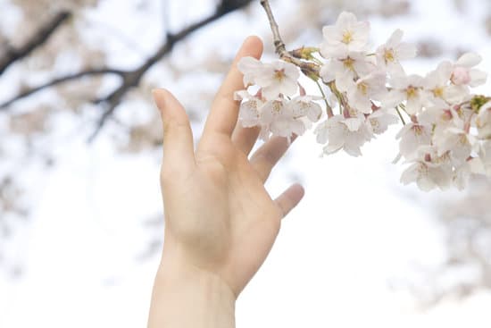 法不阿貴繩不撓曲是誰提出的